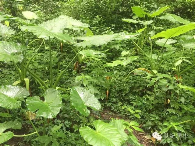 6月煙雨桂林行，凝聚潤華兄弟情